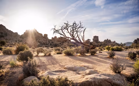 Arizona: Landschaftsbild in der Wüste