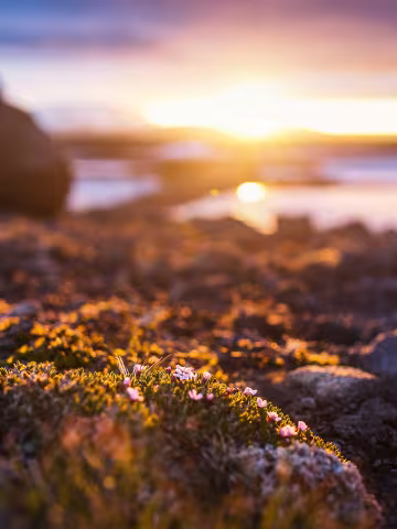 Island: Moos vor Sonnenaufgang